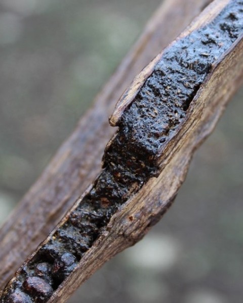 Investir dans le bois d'agar avec l'Agroforesterie