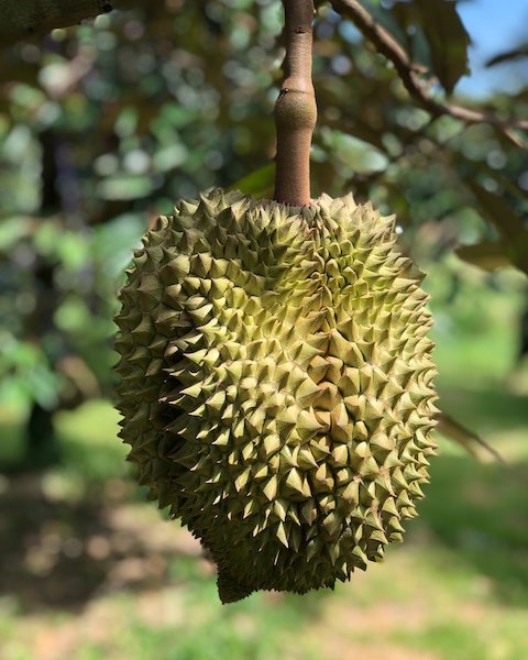 Investir dans le Durian King avec l'Agroforesterie